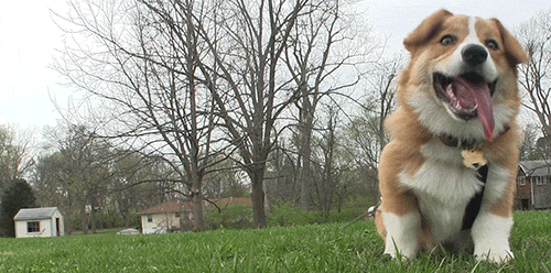 corgi_waits_patiently.gif