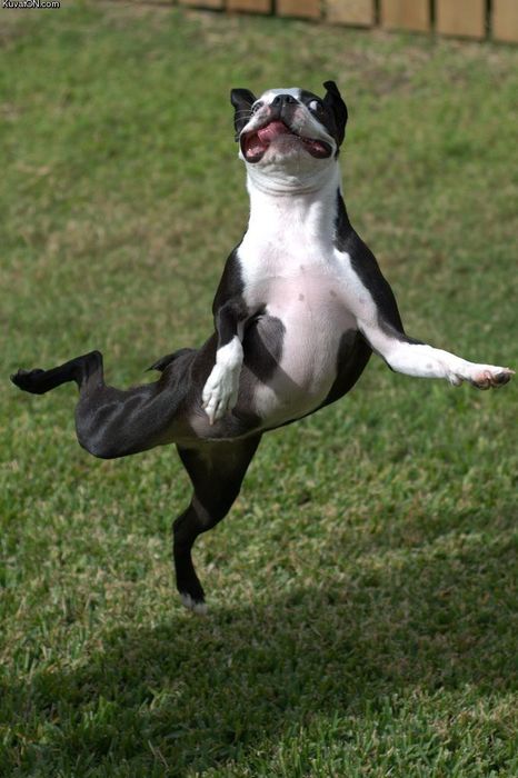 derputydog.jpg