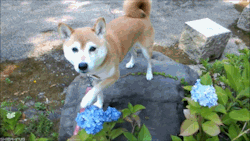 doge_pets_flower.gif