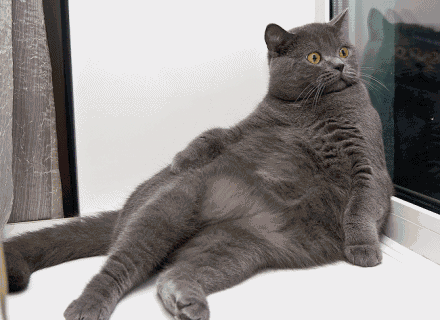 fat_cat_is_tenso.gif