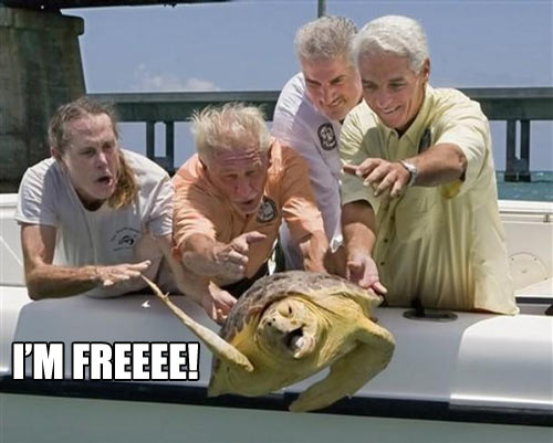 free_turtle.jpg
