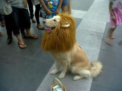 golden_retriever_king_of_the_jungle.jpg