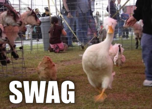 goose_got_swag.jpg