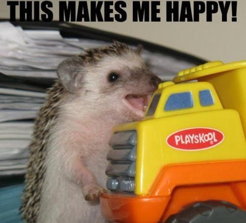 happy_hedgehog.jpg