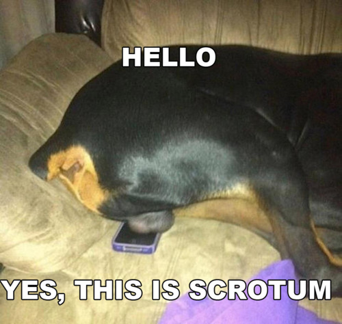 hello_dog_balls.jpg