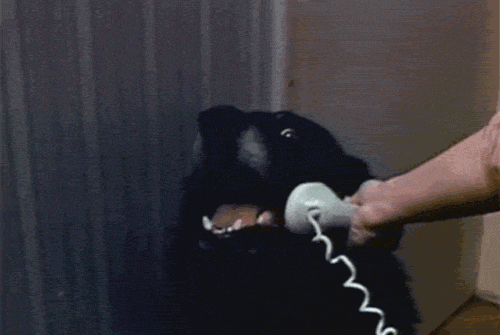 hello_yes_this_is_dog.gif