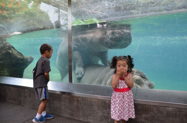 humping_hippos_hilarious.jpg