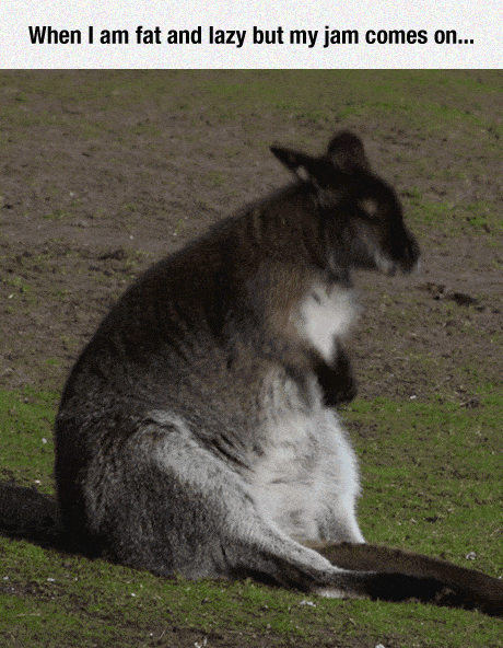 lazy_wombat_dances.gif
