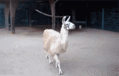 llama_fabulous.gif