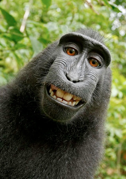 monkey-self-portrait.jpg