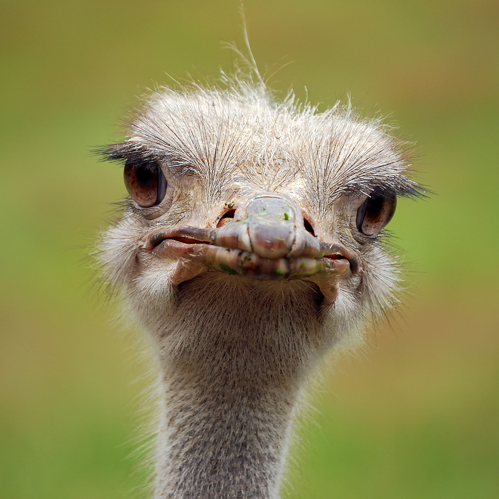ostrich.jpg