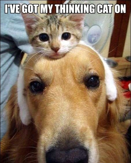 thinking_cat.jpg
