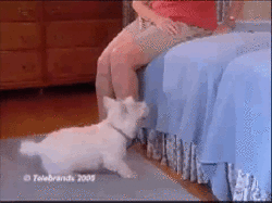 this_dog_is_a_fail.gif