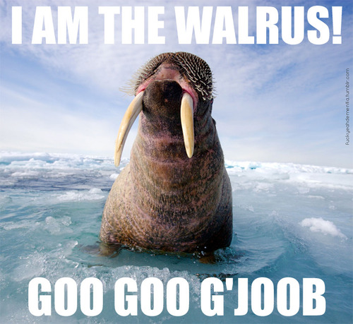 walrus.jpg