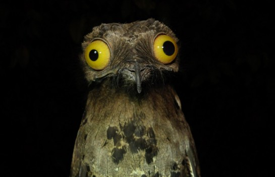 wat_the_wat_bird.png